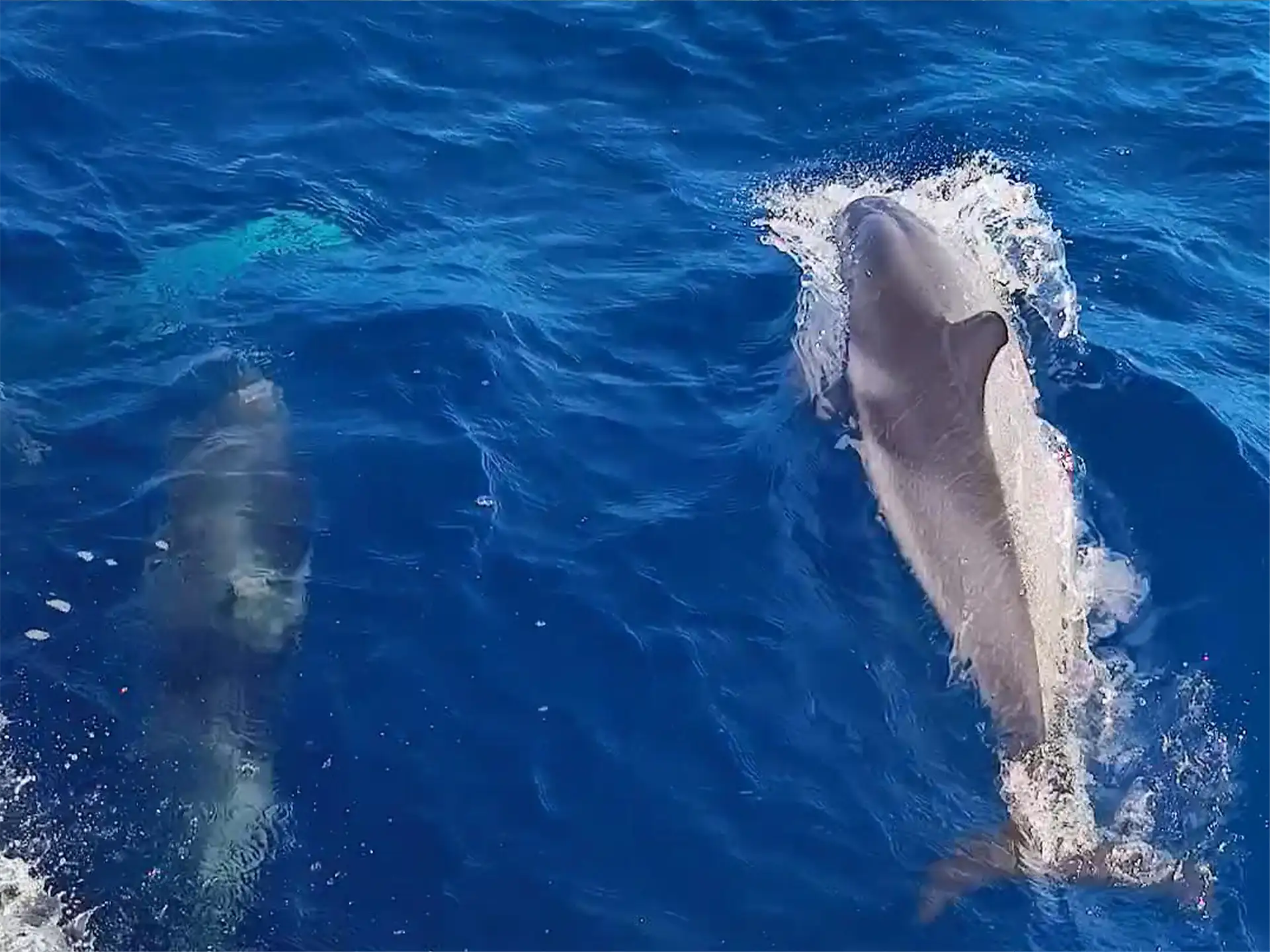 Open Adriatic offshore passage south